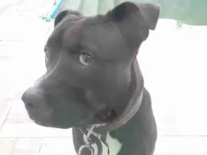 Cachorro raça Pit-Bull idade 1 ano nome Black