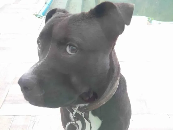 Cachorro ra a Pit-Bull idade 1 ano nome Black