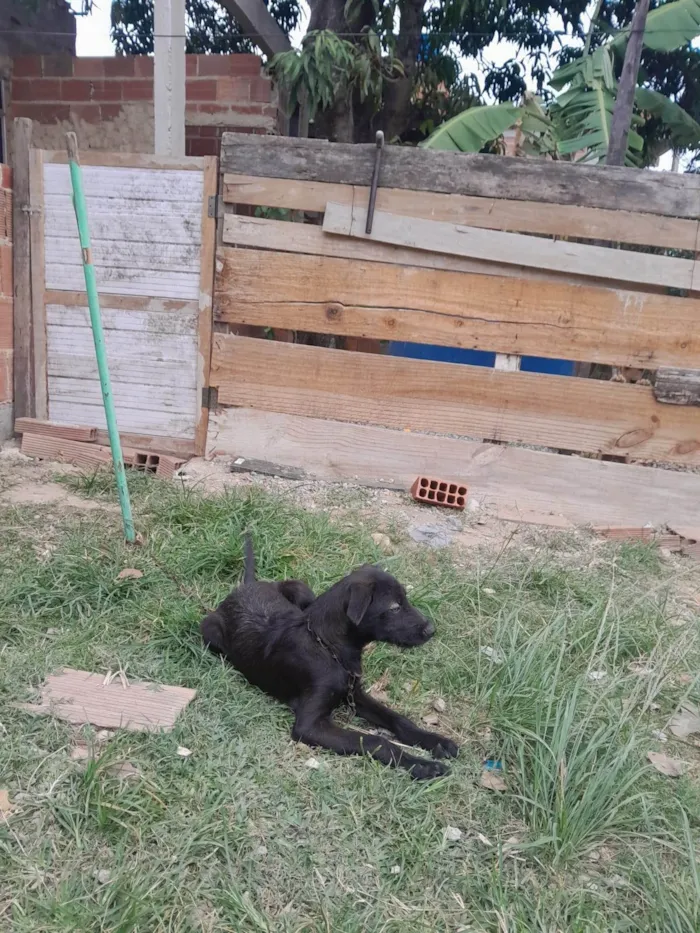 Cachorro ra a SRD-ViraLata idade 2 a 6 meses nome Zeus