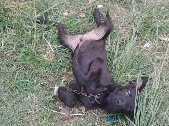 Cachorro ra a SRD-ViraLata idade 2 a 6 meses nome Zeus