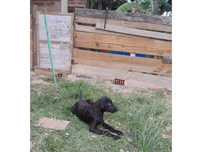 Cachorro ra a SRD-ViraLata idade 2 a 6 meses nome Zeus