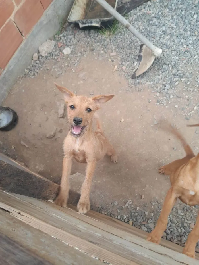 Cachorro ra a SRD-ViraLata idade 2 a 6 meses nome Marrom 