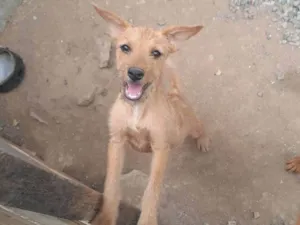 Cachorro raça SRD-ViraLata idade 2 a 6 meses nome Marrom 