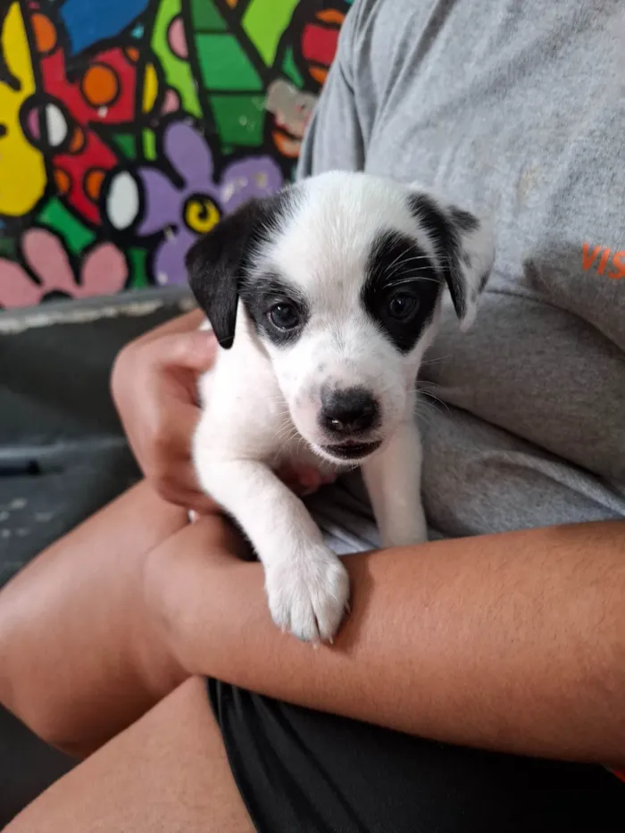 Cachorro ra a SRD-ViraLata idade 2 a 6 meses nome Alessanda 