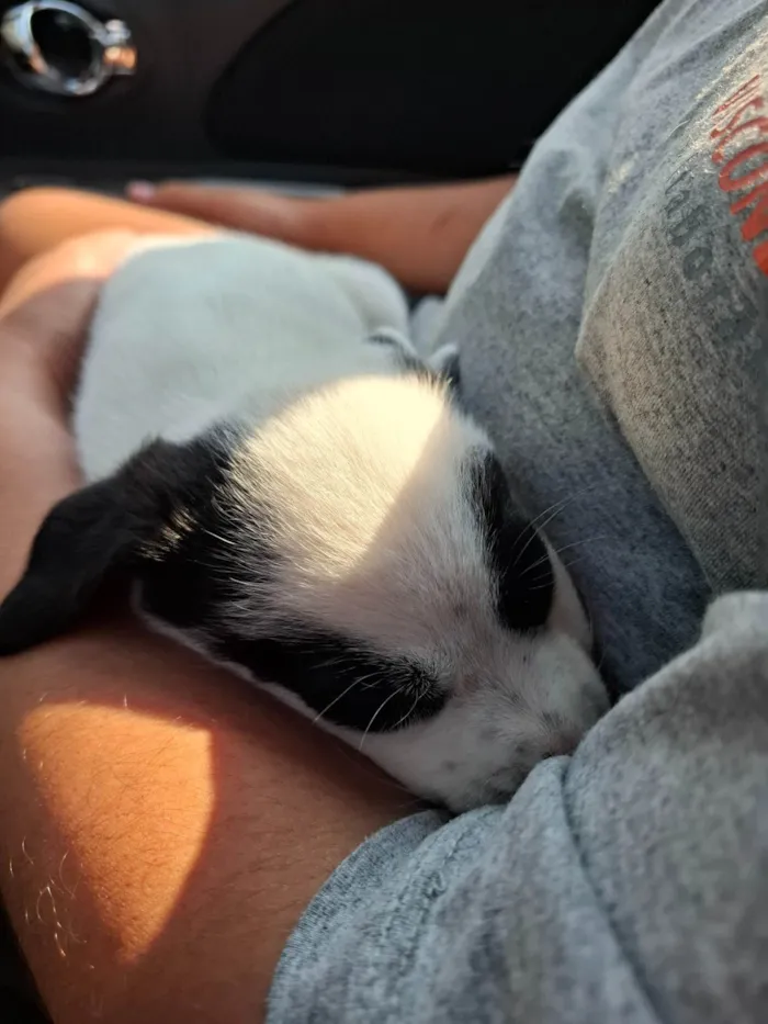 Cachorro ra a SRD-ViraLata idade 2 a 6 meses nome Alessanda 