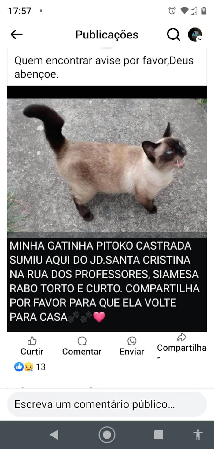 Gato ra a Siamês idade 6 ou mais anos nome Pitoko