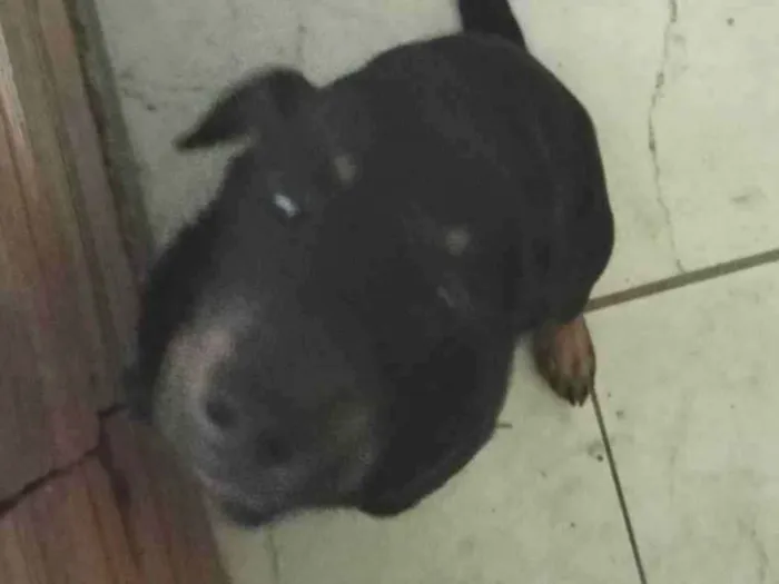 Cachorro ra a SRD-ViraLata idade 2 a 6 meses nome Tom