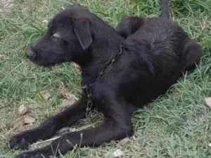 Cachorro raça SRD-ViraLata idade 2 a 6 meses nome Zeus