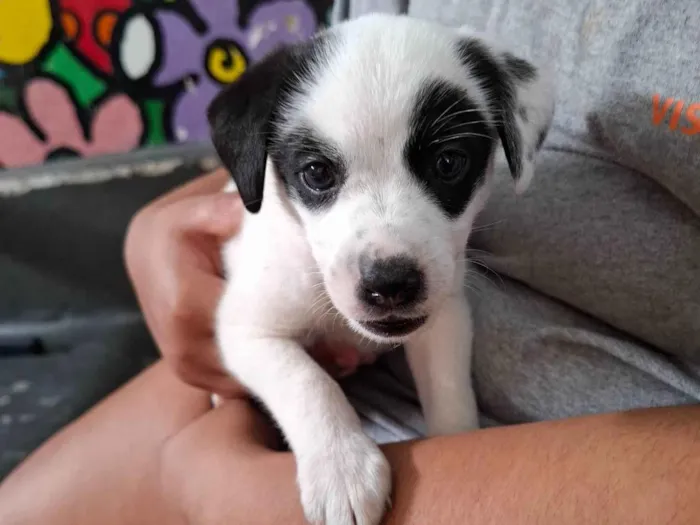 Cachorro ra a SRD-ViraLata idade 2 a 6 meses nome Alessanda 