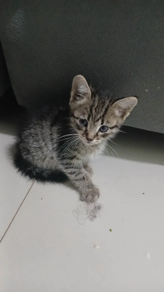 Gato ra a SRD-ViraLata idade Abaixo de 2 meses nome Luke