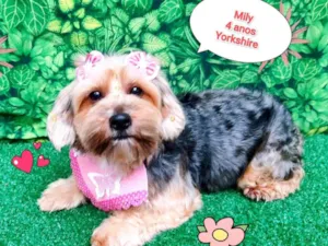 Cachorro raça Yorkshire idade 4 anos nome mily