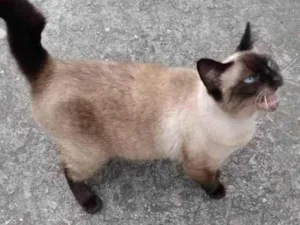 Gato raça Siamês idade 6 ou mais anos nome Pitoko