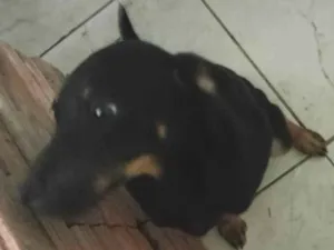 Cachorro raça SRD-ViraLata idade 2 a 6 meses nome Tom