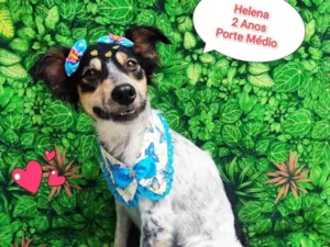 Cachorro raça SRD-ViraLata idade 2 anos nome helena