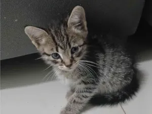 Gato raça SRD-ViraLata idade Abaixo de 2 meses nome Luke