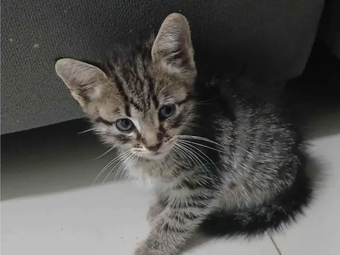 Gato ra a SRD-ViraLata idade Abaixo de 2 meses nome Luke