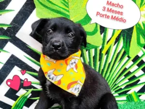 Cachorro raça SRD-ViraLata idade 2 a 6 meses nome tadinho