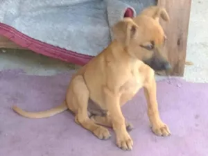 Cachorro raça SRD-ViraLata idade 1 ano nome Zéca