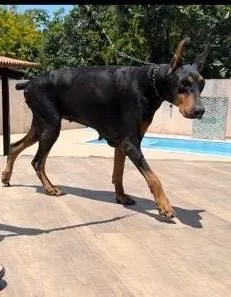 Cachorro ra a Dobermann idade 5 anos nome Lala (Andréa)