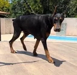 Cachorro ra a Dobermann idade 5 anos nome Lala (Andréa)