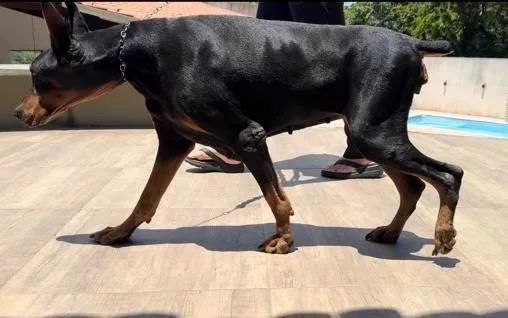 Cachorro ra a Dobermann idade 5 anos nome Lala (Andréa)