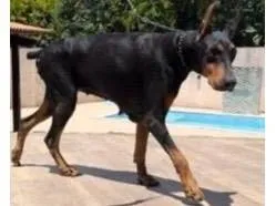 Cachorro raça Dobermann idade 5 anos nome Lala (Andréa)