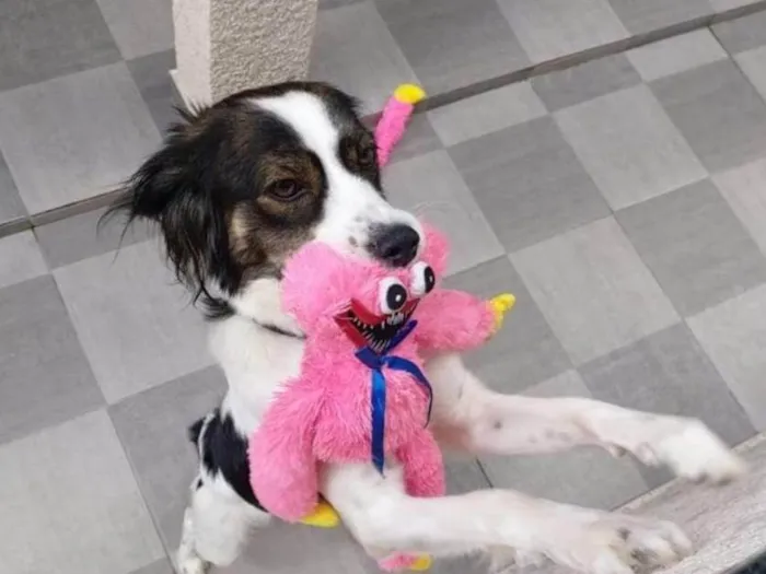 Cachorro ra a SRD-ViraLata idade 2 anos nome Luna