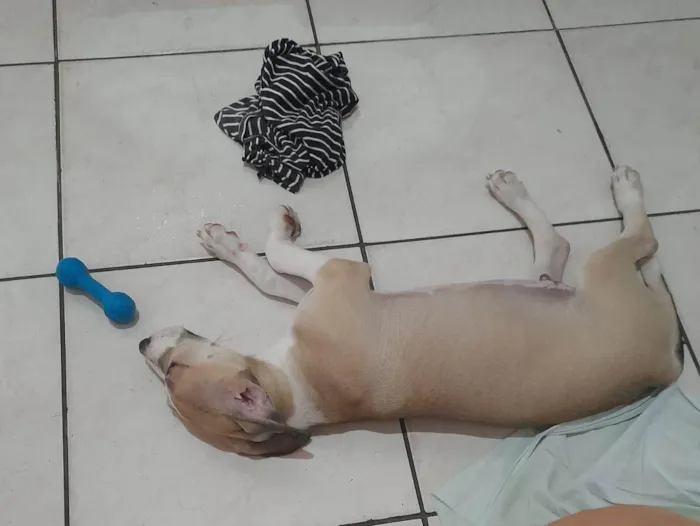 Cachorro ra a SRD-ViraLata idade 2 a 6 meses nome Max