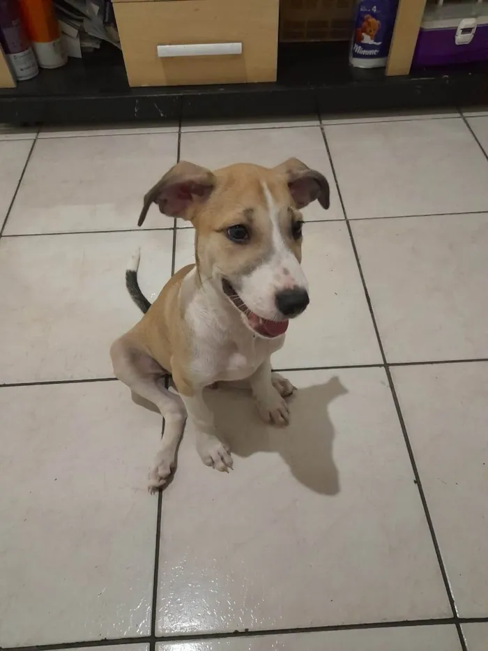 Cachorro ra a SRD-ViraLata idade 2 a 6 meses nome Max