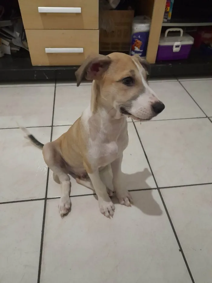 Cachorro ra a SRD-ViraLata idade 2 a 6 meses nome Max