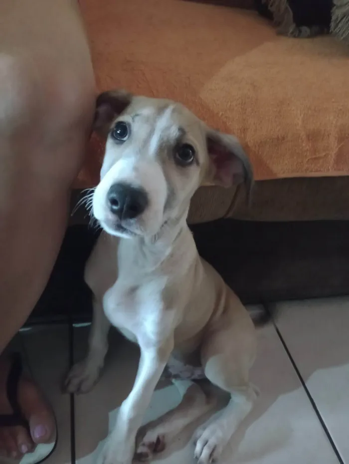 Cachorro ra a SRD-ViraLata idade 2 a 6 meses nome Max