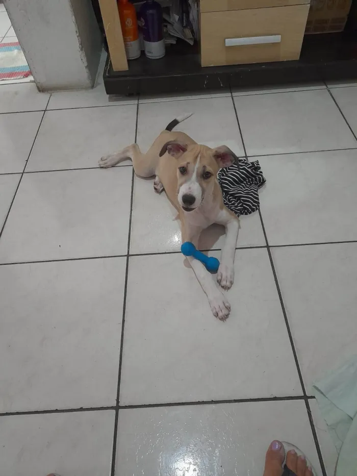 Cachorro ra a SRD-ViraLata idade 2 a 6 meses nome Max