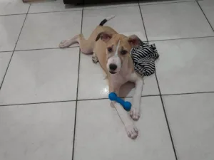 Cachorro raça SRD-ViraLata idade 2 a 6 meses nome Max