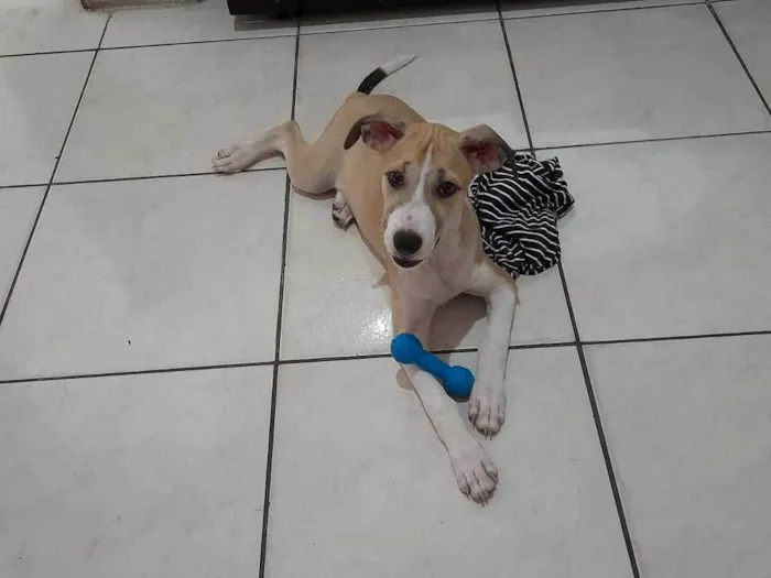 Cachorro ra a SRD-ViraLata idade 2 a 6 meses nome Max