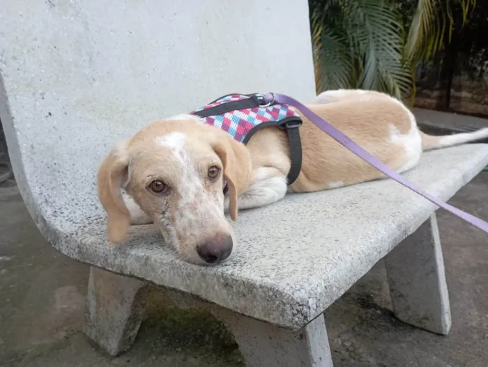 Cachorro ra a SRD-ViraLata idade 7 a 11 meses nome Menino