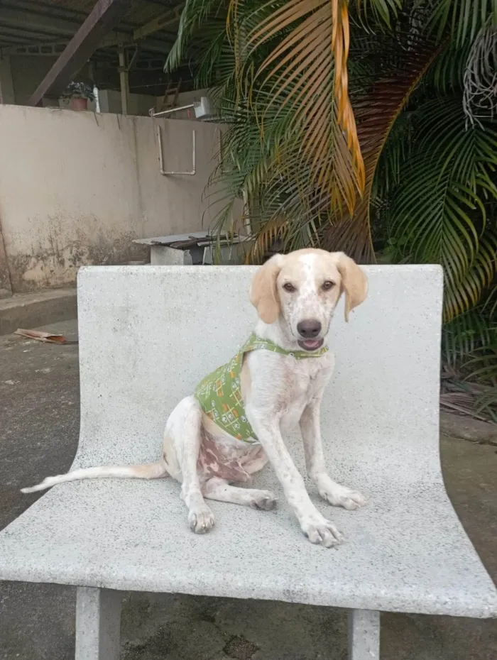 Cachorro ra a SRD-ViraLata idade 7 a 11 meses nome Menino