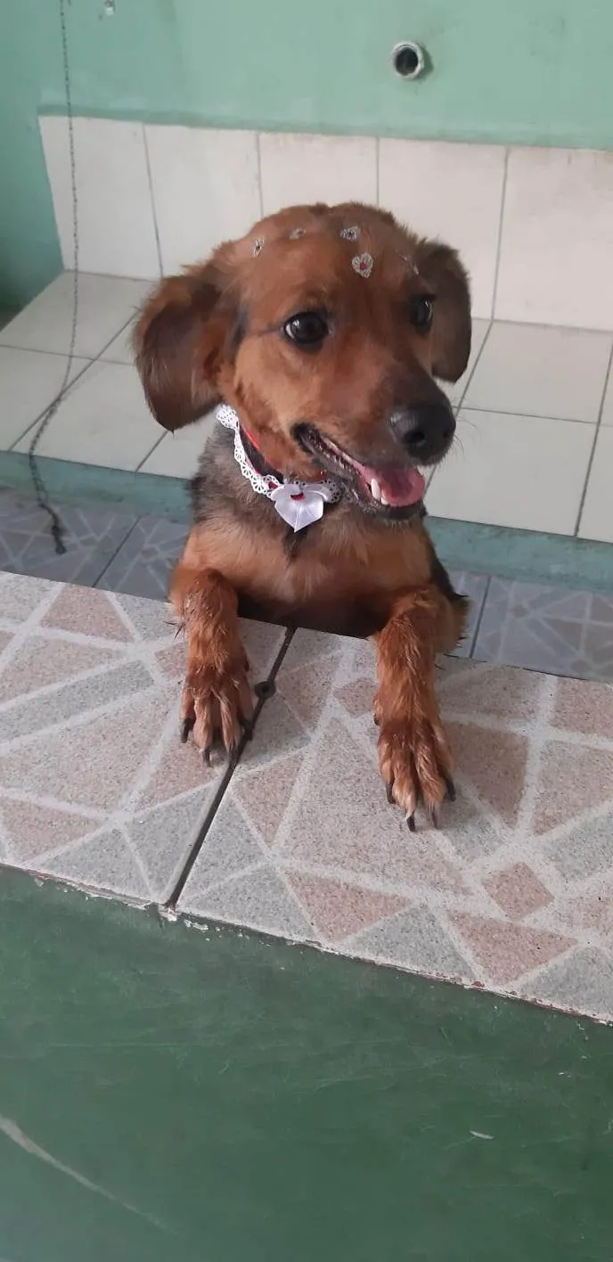 Cachorro ra a SRD-ViraLata idade 3 anos nome lilitih