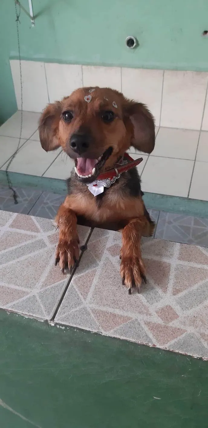 Cachorro ra a SRD-ViraLata idade 3 anos nome lilitih