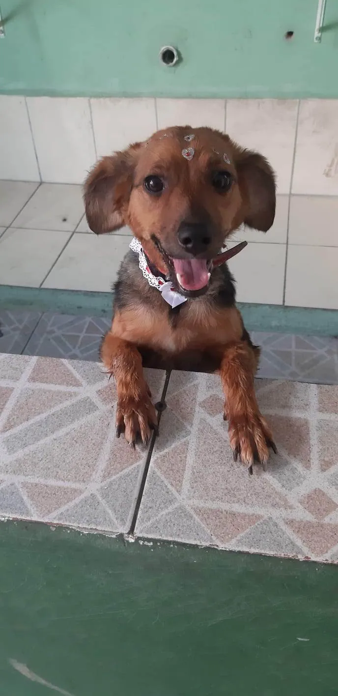 Cachorro ra a SRD-ViraLata idade 3 anos nome lilitih