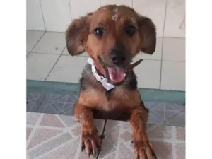 Cachorro raça SRD-ViraLata idade 3 anos nome lilitih