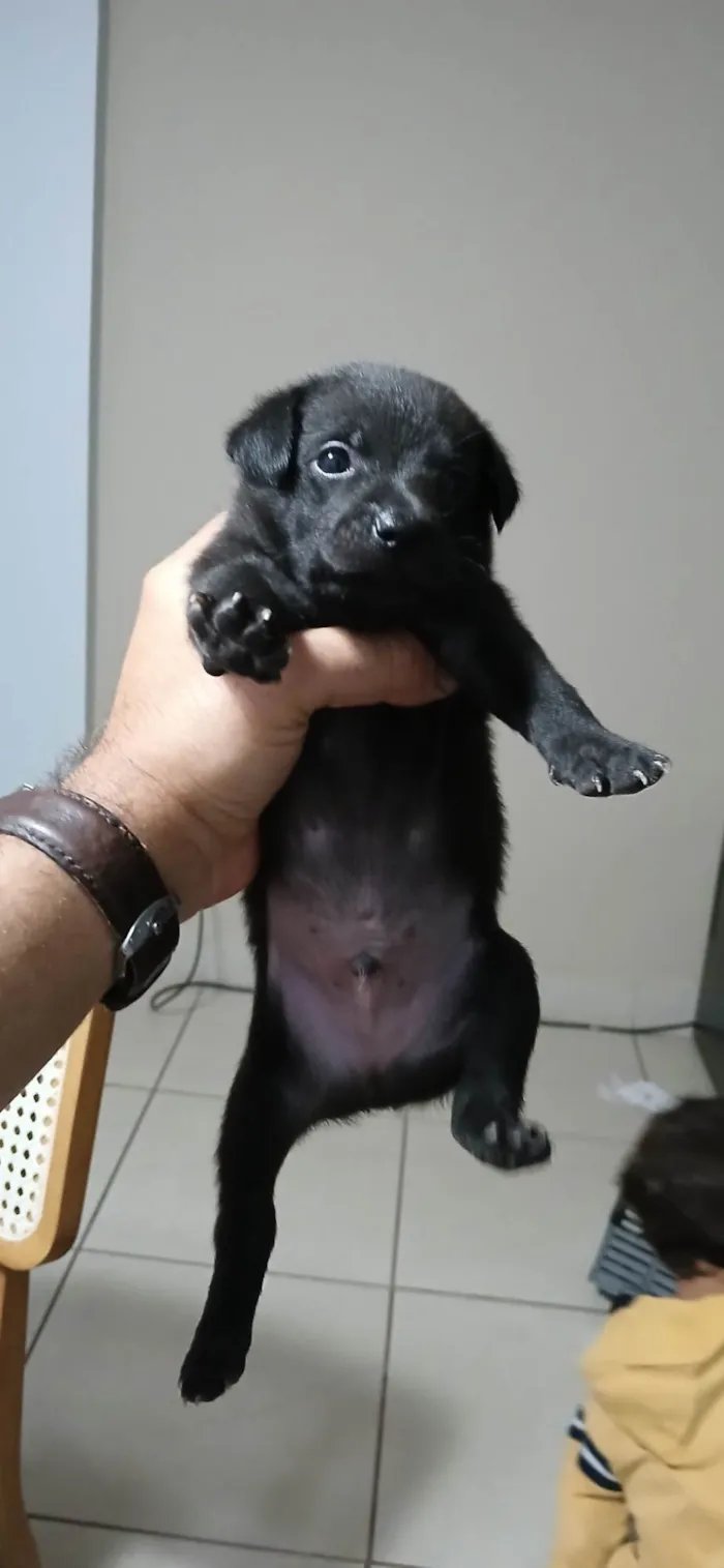 Cachorro ra a SRD-ViraLata idade Abaixo de 2 meses nome Sem nome