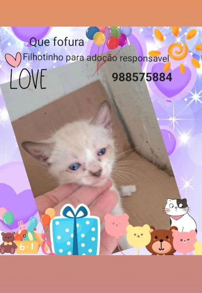 Gato ra a Siamês idade Abaixo de 2 meses nome Não tem nome é filhote 