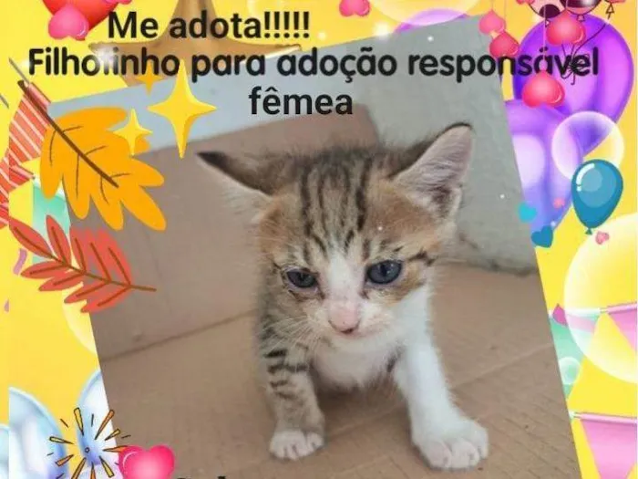 Gato ra a Siamês idade Abaixo de 2 meses nome Não tem nome é filhote 