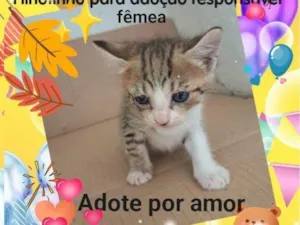 Gato raça Siamês idade Abaixo de 2 meses nome Não tem nome é filhote 