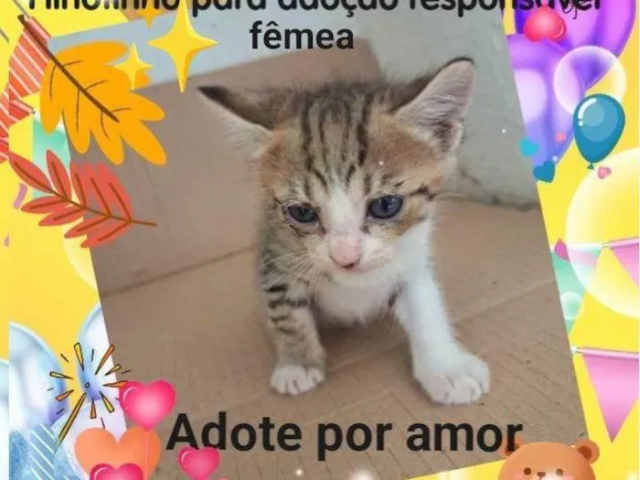 Gato ra a Siamês idade Abaixo de 2 meses nome Não tem nome é filhote 