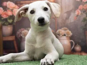 Cachorro raça SRD-ViraLata idade 2 a 6 meses nome Moana 