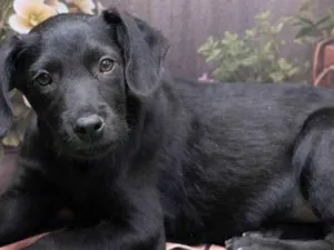 Cachorro raça SRD-ViraLata idade 2 a 6 meses nome Janis 