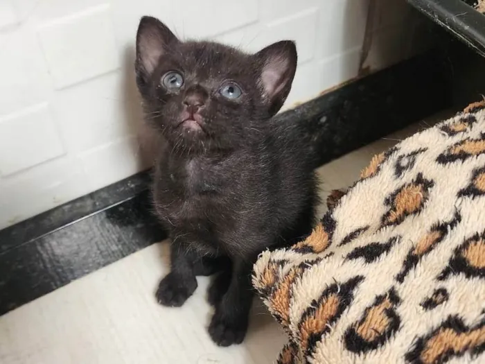 Gato ra a SRD-ViraLata idade Abaixo de 2 meses nome Agatha, Natasha e Vandinha