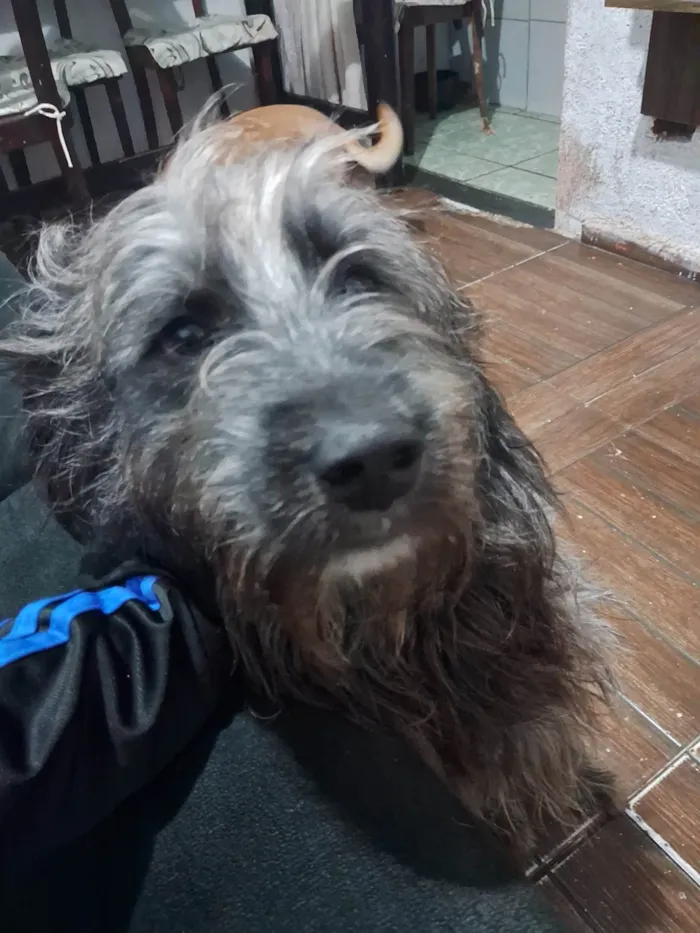 Cachorro ra a SRD-ViraLata idade 3 anos nome Odin