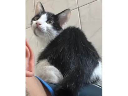 Gato raça SRD-ViraLata idade 2 a 6 meses nome Nala